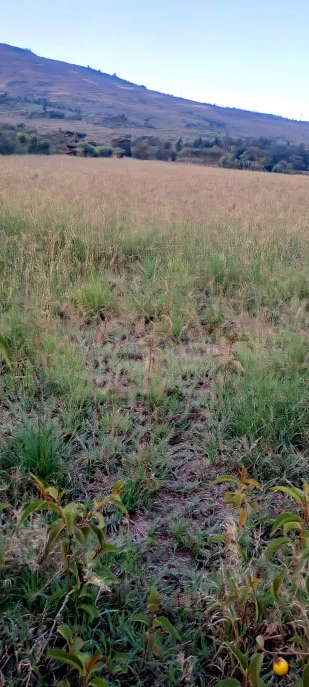 A Very Nice 100 by 100 Plot for Sale Along Mai Mahiu