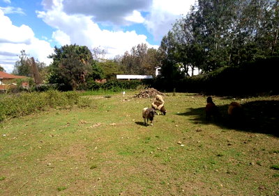 Half Acre Garden Plot in Karen