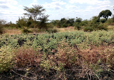 11-Acre Farm in Matuu, Yatta
