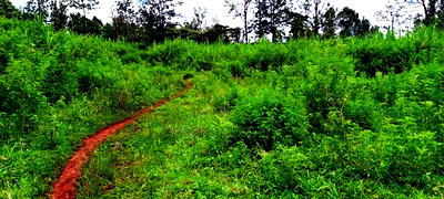 Vacant Plots for Sale in Thindigua - Image 2