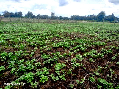 Land on Sale - Image 5