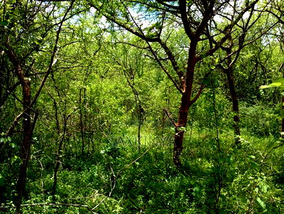 300 Acres for Sale - Image 1