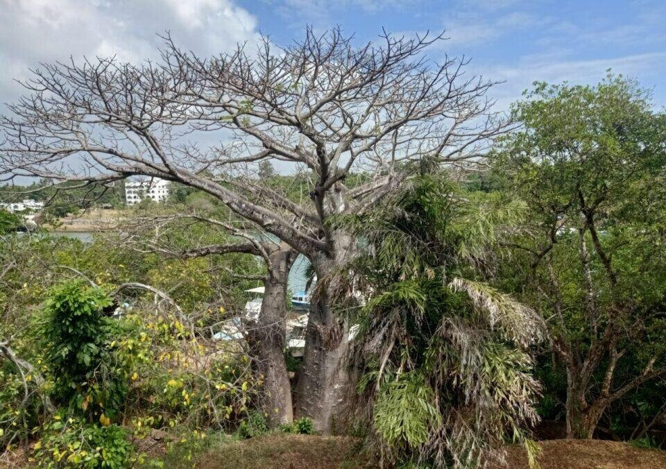 0.3 Acre Ocean Access Plot