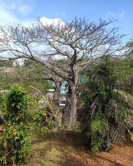 0.3 Acre Ocean Access Plot