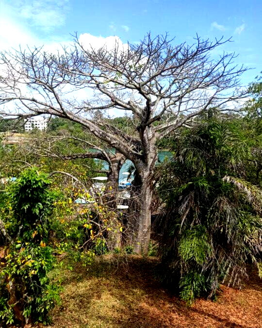0.3 Acre Ocean Access Plot