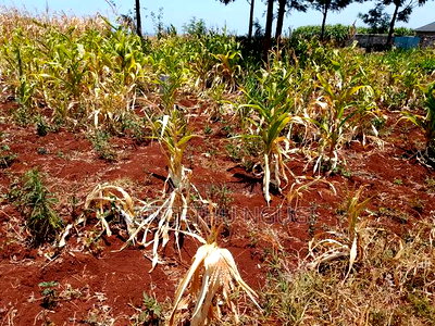 Two 40x80 Residential Plots at Anmer Estate - Image 3