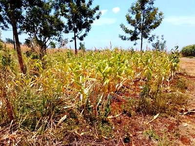 Two 40x80 Residential Plots at Anmer Estate - Image 6