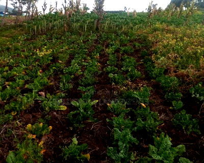 1/4acre on Sale at View Point Naivasha - Image 2