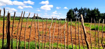 1 Acre for Sale in Marura After Kimumu in Eldore - Image 3