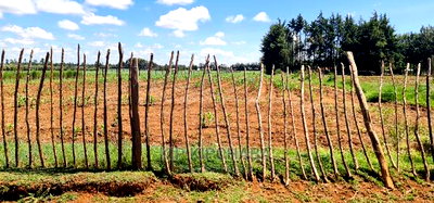 1 Acre for Sale in Marura After Kimumu in Eldore - Image 4