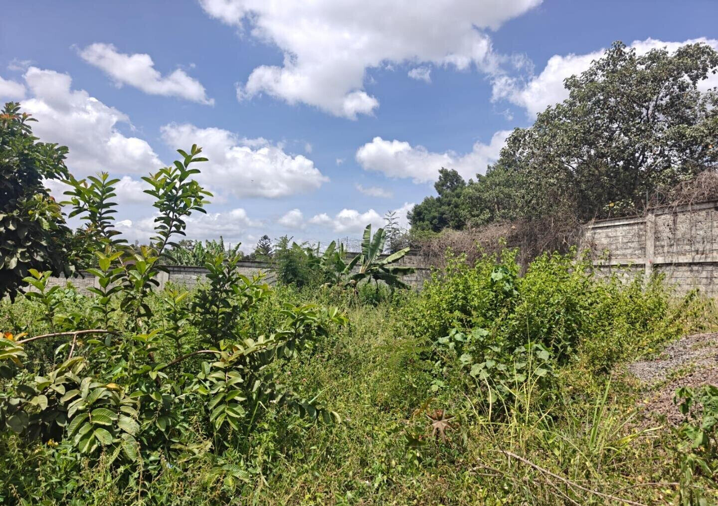 1/2 Acre Runda Gem with Garden