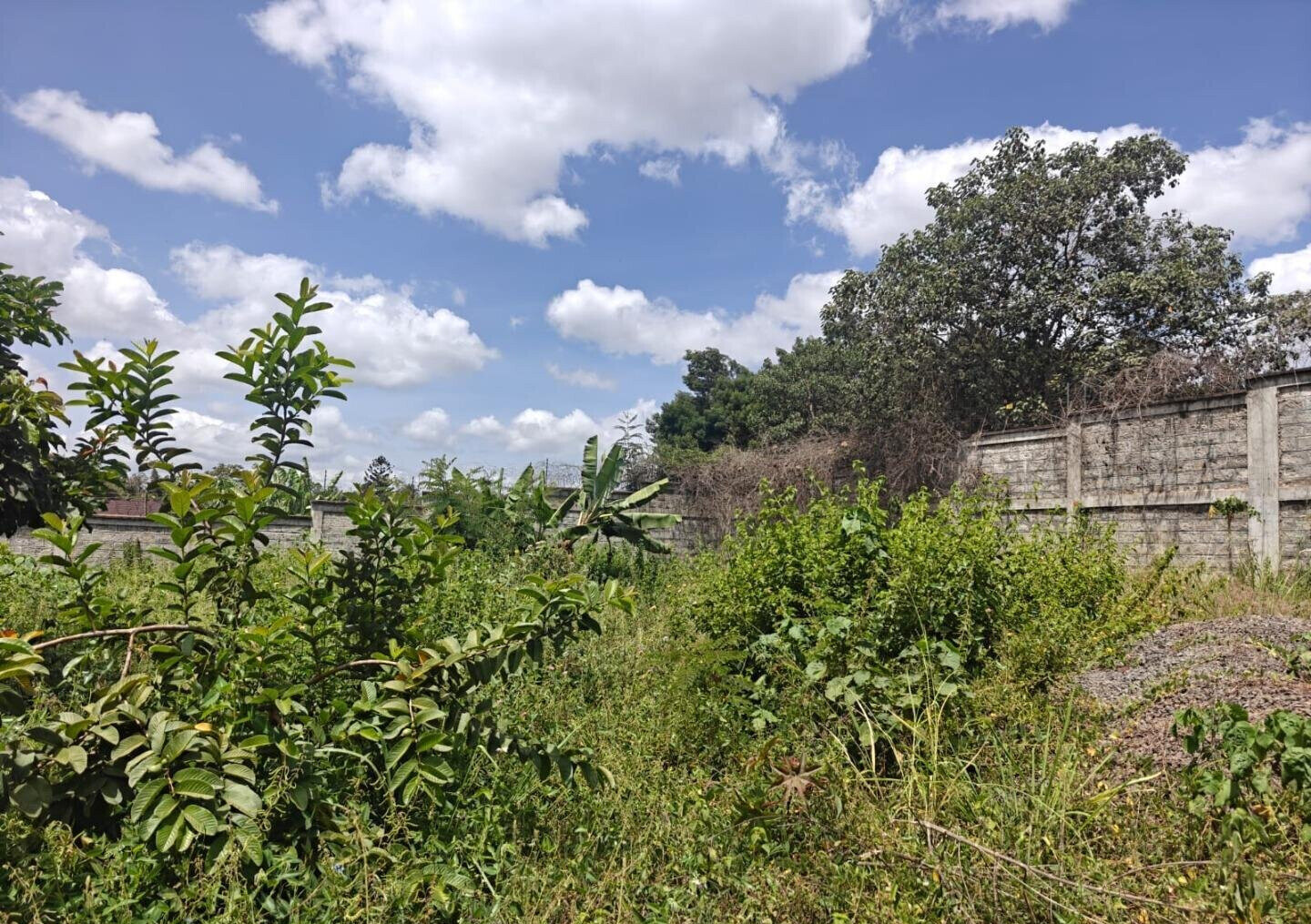 1/2 Acre Runda Gem with Garden