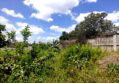 1/2 Acre Runda Gem with Garden