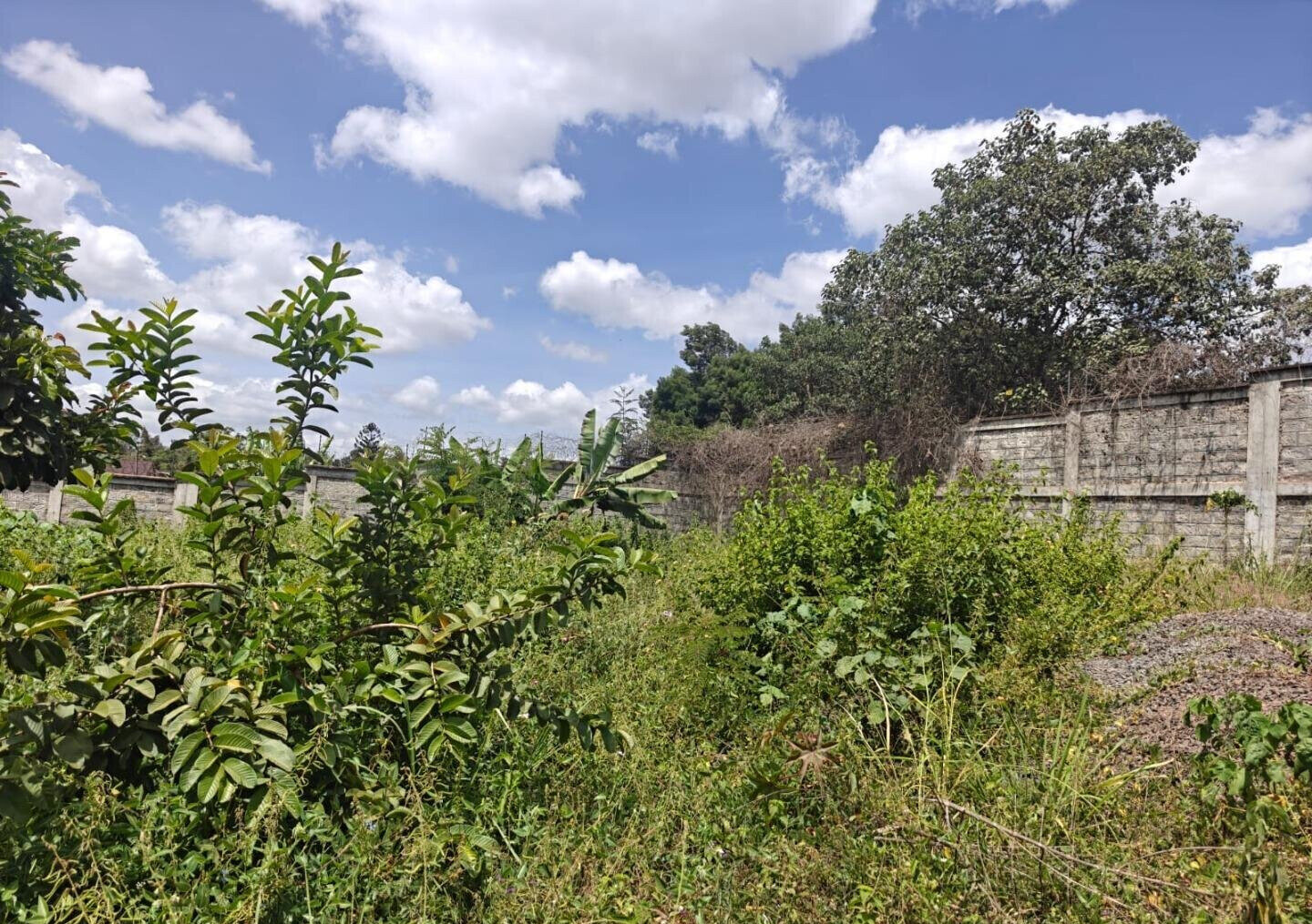 1/2 Acre Runda Gem with Garden