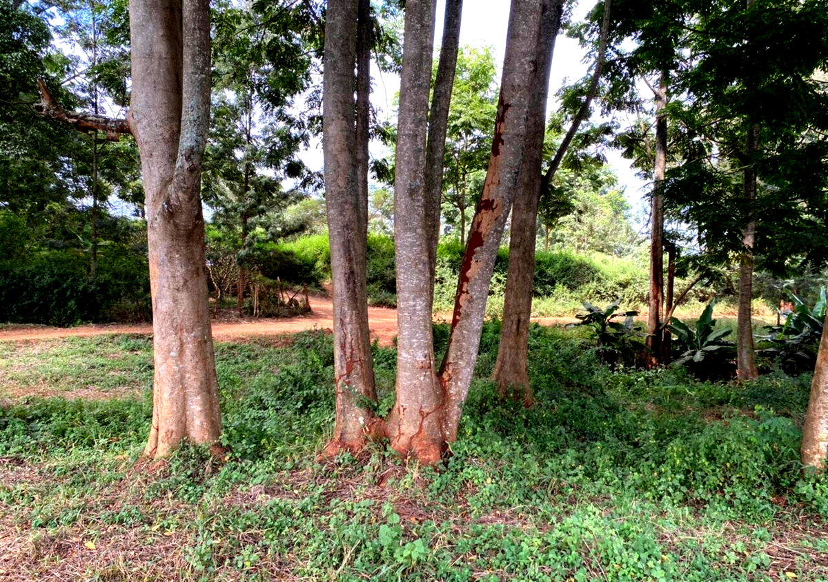 Quarter Acre Plot in Kiambu CBD