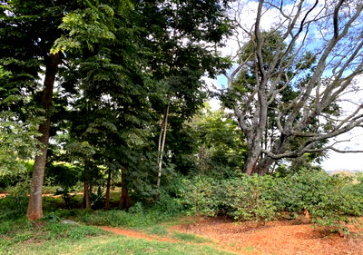 Quarter Acre Plot in Kiambu CBD