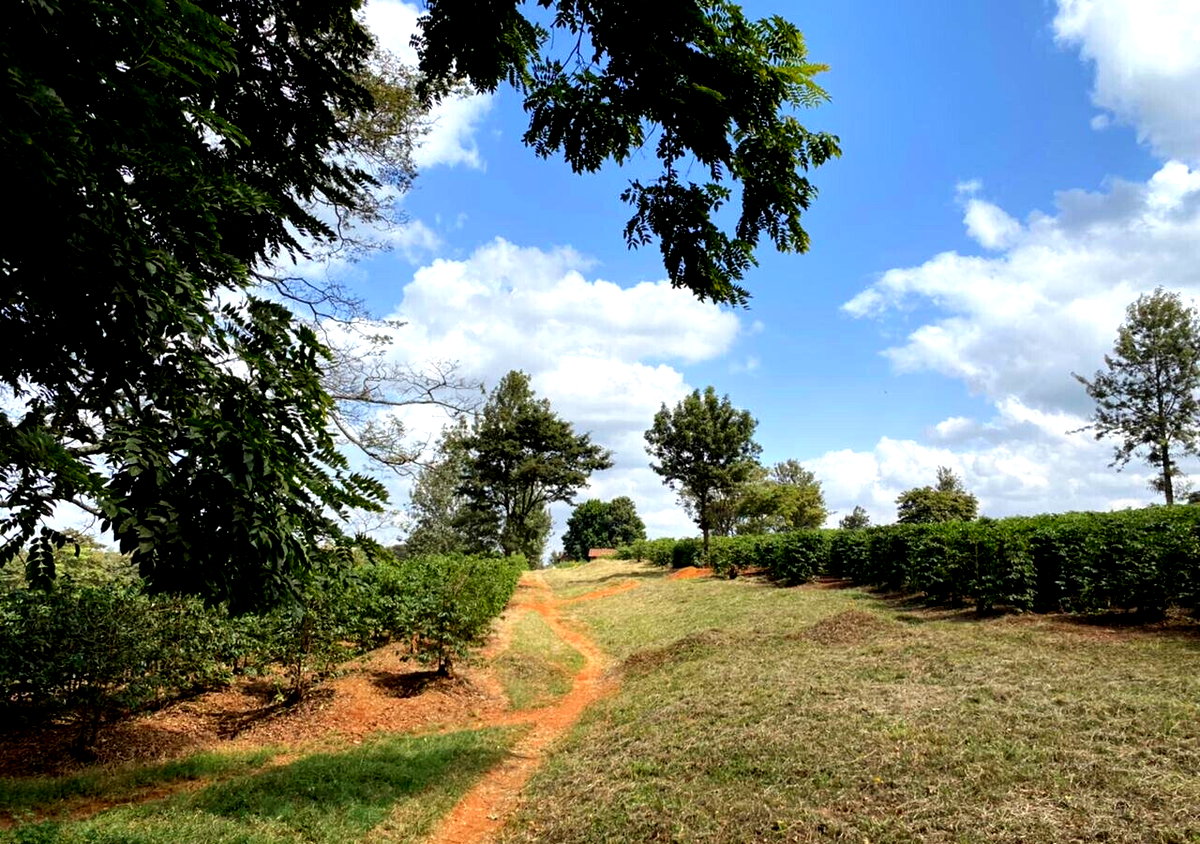 Quarter Acre Plot in Kiambu CBD