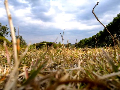 1/4 Acre Kandisi at 4.5m - Image 3