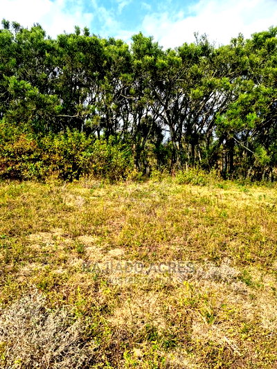 1/4 Acre Kandisi at 4.5m - Image 2