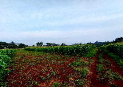 64-Acre Green Haven with Mature Trees - Kitisuru, Nairobi