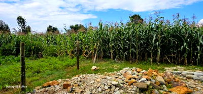 1/4 Plot for Sale in Illula Eldoret City - Image 5