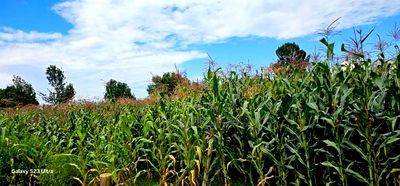 1/4 Plot for Sale in Illula Eldoret City - Image 2