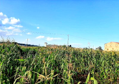 100x100 Plot with Garden in Thika