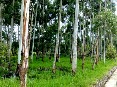 Commercial Land for Sale - Image 6