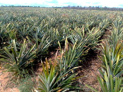 Malindi 5000 Acre Land on Sale - Image 1