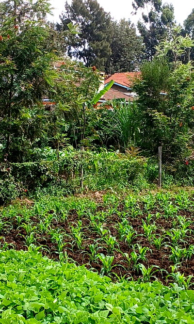 Quarter Acre Plot in Ngong CBD at KSh 7.5M