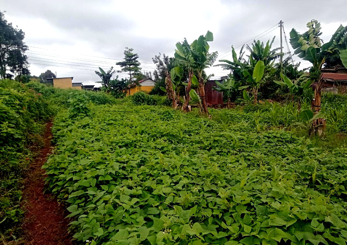1-Acre Garden Plot at KSh 120M