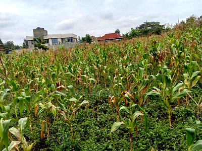Distress! 1/2 Acre in Olkeri, Ngong in a Gated Community - Image 2