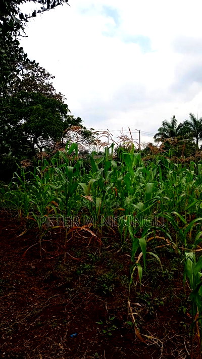 Runda Mumwe, Prime Residential Plot 1/2 Acre - Image 5