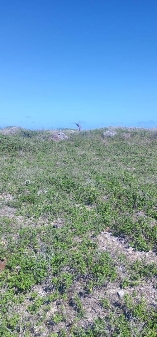 1 Acre Pet Friendly Plot in Kilifi