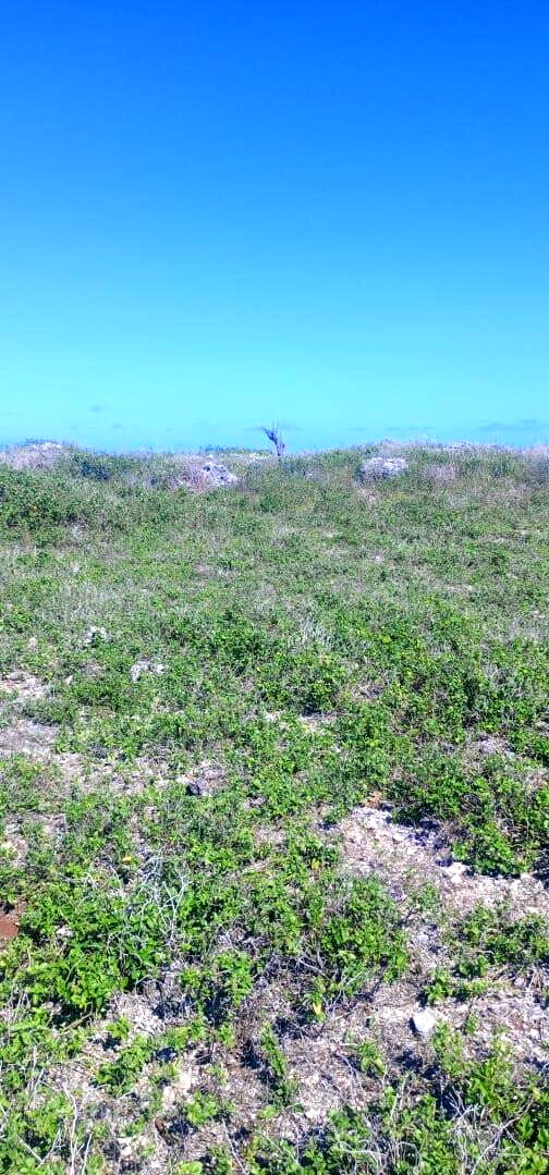 1 Acre Pet Friendly Plot in Kilifi