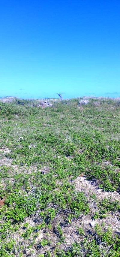 1 Acre Pet Friendly Plot in Kilifi