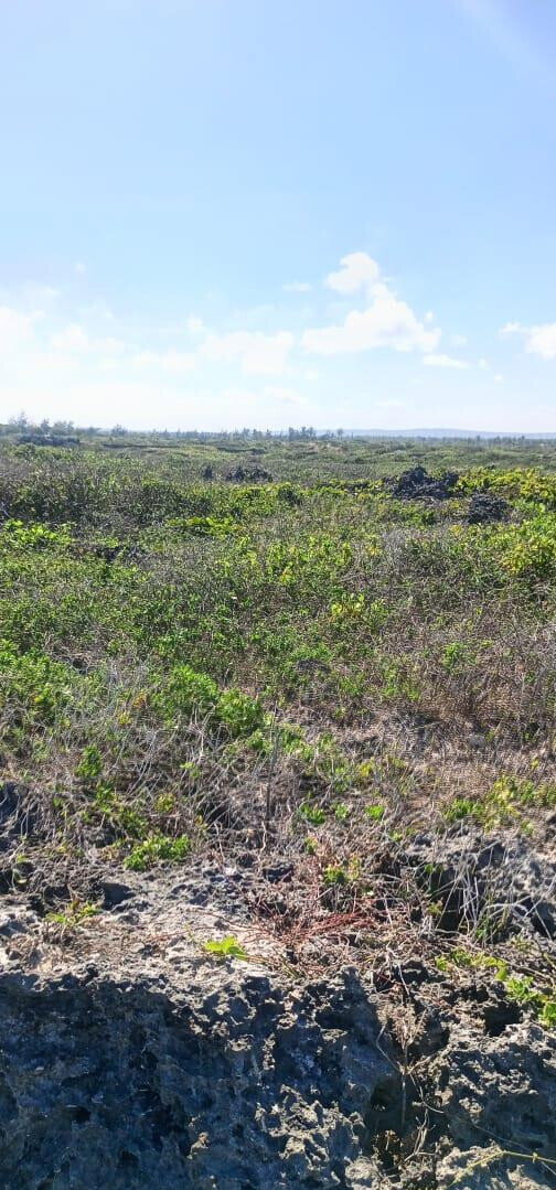 1 Acre Pet Friendly Plot in Kilifi