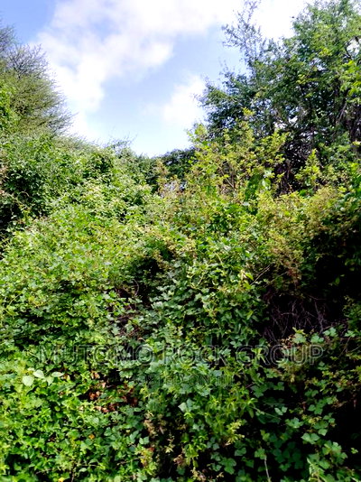 58acres for Sale Touching a Seasonal River - Image 6