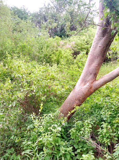 58acres for Sale Touching a Seasonal River - Image 4