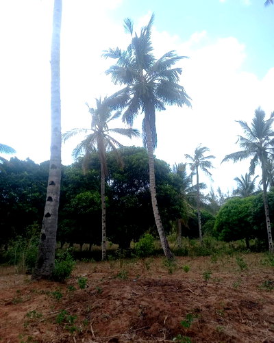 6-Acre Land in Kilifi North for KSh 24M
