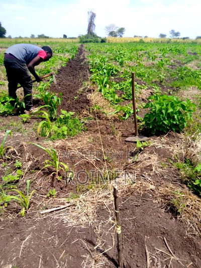 2 Acres With a Borehole. - Image 3