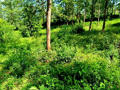 Flat Land on Sale - Image 2