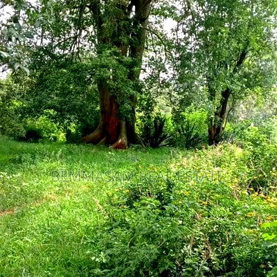 9 Acres for Sale at Karen Hardy - Image 6