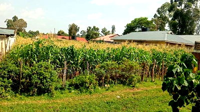 Bungoma Plots for Sale - Image 1