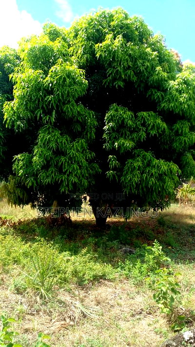 1/2 Acre Treasure Plot on Sale Opposite Marianist College. - Image 3