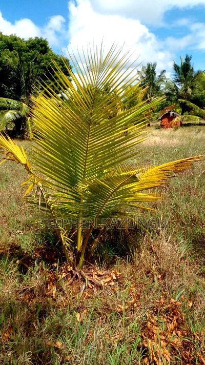 1/2 Acre Treasure Plot on Sale Opposite Marianist College. - Image 7