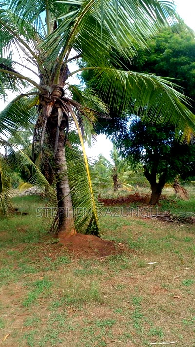 1/2 Acre Treasure Plot on Sale Opposite Marianist College. - Image 12