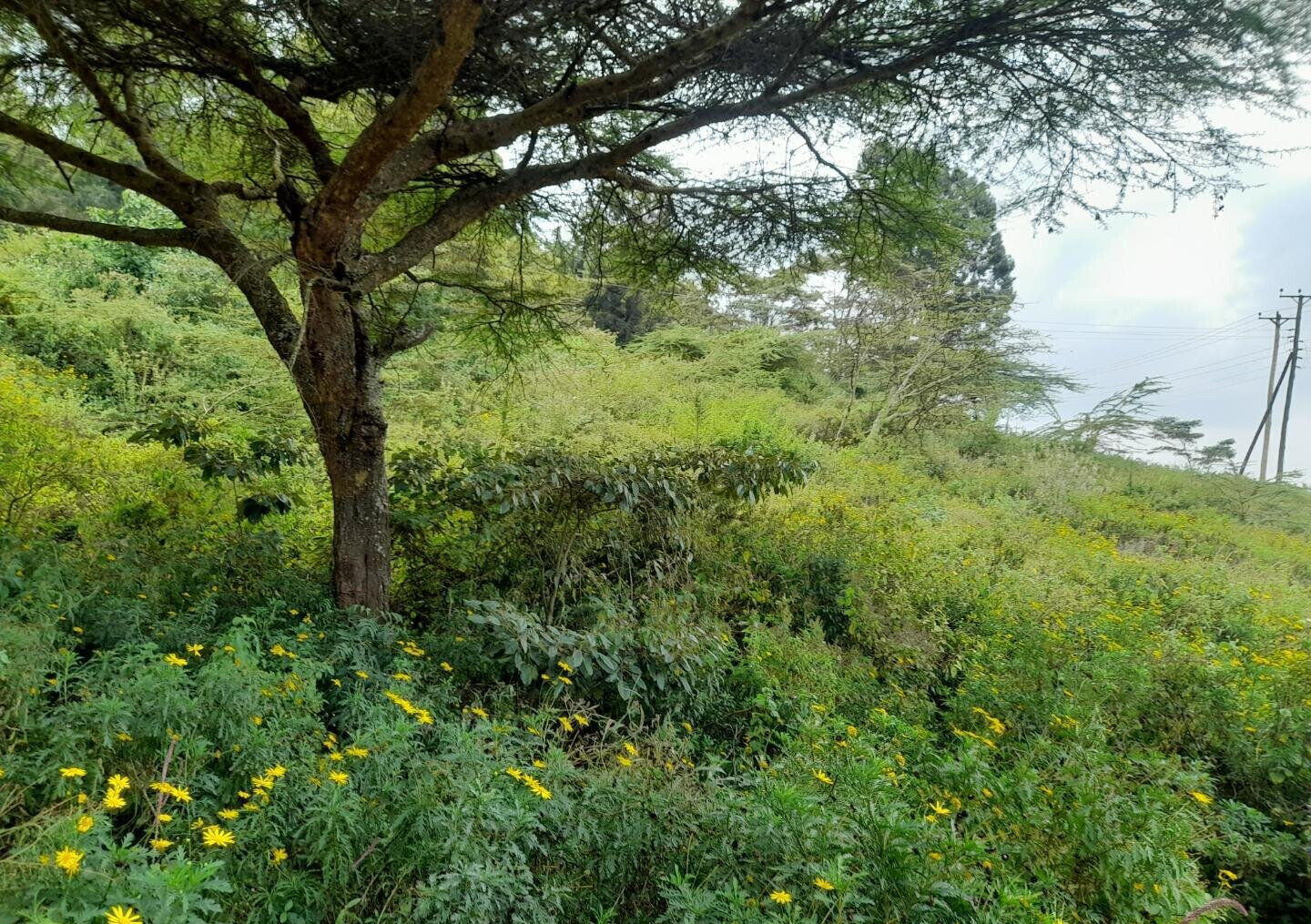 KSh 5.2M Plot with Parking in Kiserian