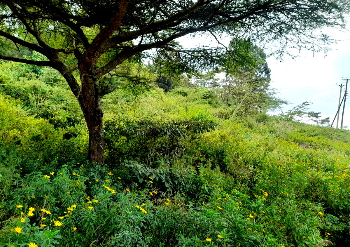 KSh 5.2M Plot with Parking in Kiserian
