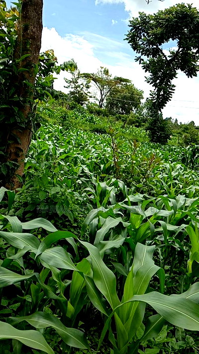 50*100 Plots for Sale at Handidi Kakamega - Image 3